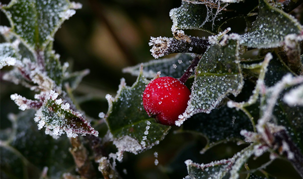 Festive holly