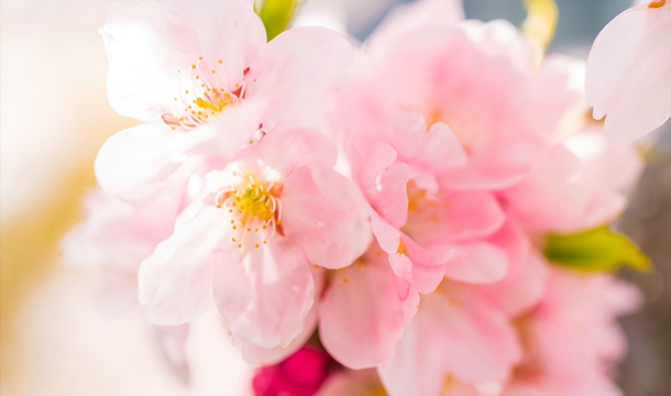 Spring flowers