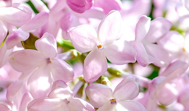 Spring flowers