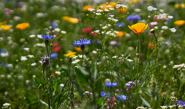 Spring flowers
