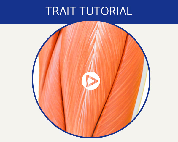 Trait tutorial