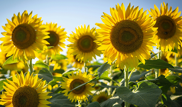 Sunflowers