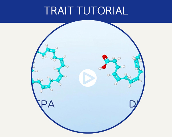 Trait tutorial