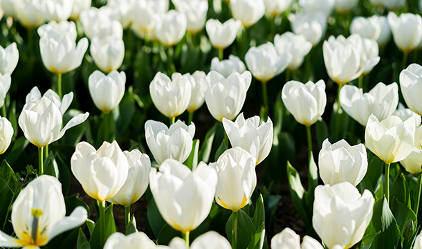 White tulips