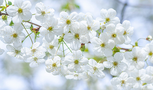 White cherry blossoms