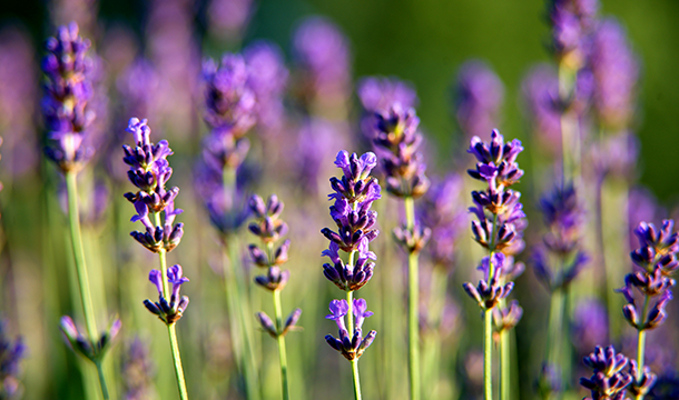 Lavender