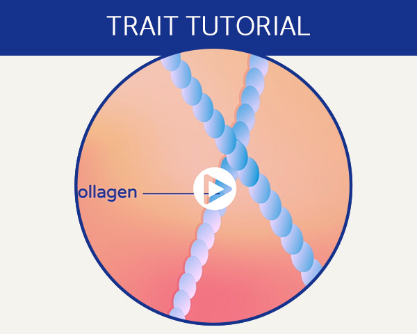 Trait tutorial