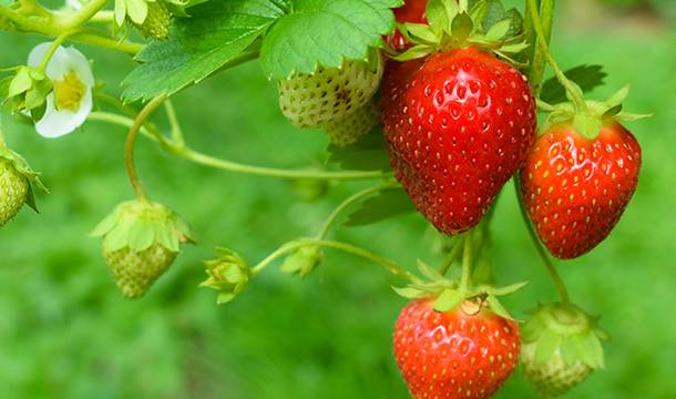 Strawberries