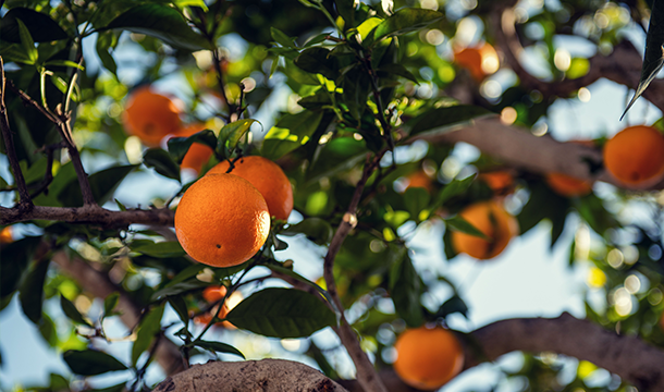 Oranges