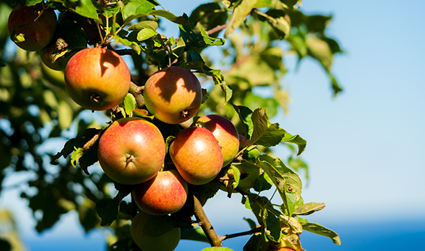 Apple Tree